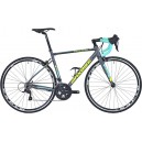 Gavia